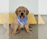 Puppy Blue Goldendoodle-Pyrenean Shepherd Mix