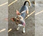 Small #1 American Pit Bull Terrier Mix