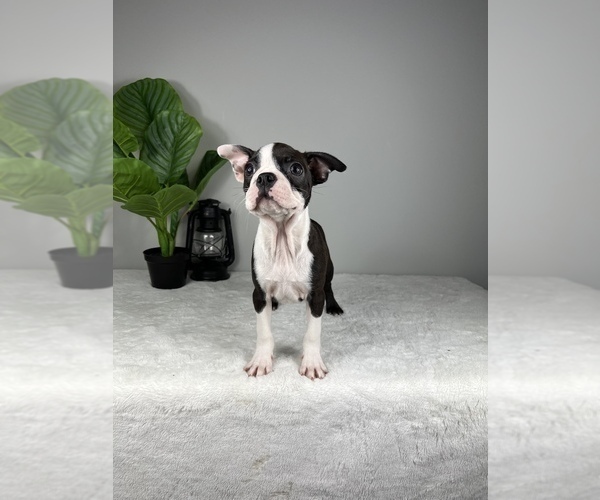 Medium Photo #8 Boston Terrier Puppy For Sale in FRANKLIN, IN, USA