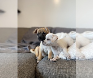 American Lo-Sze Pugg-Chihuahua Mix Puppy for sale in SAN DIEGO, CA, USA