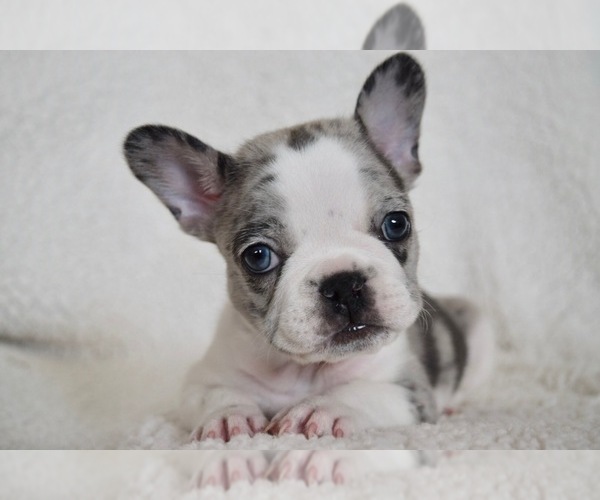 Medium Photo #11 French Bulldog Puppy For Sale in HESPERIA, CA, USA