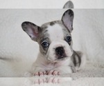 Small Photo #11 French Bulldog Puppy For Sale in HESPERIA, CA, USA