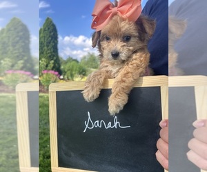 Yo-Chon Puppy for sale in BELFAST, OH, USA