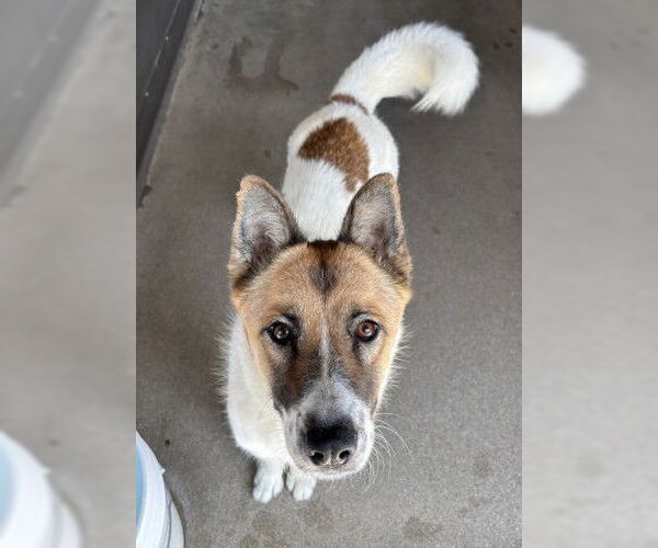 Medium Photo #2 German Shepherd Dog-Unknown Mix Puppy For Sale in San Bernardino, CA, USA