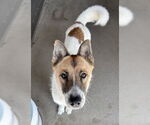 Small #1 German Shepherd Dog Mix