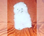 Small Photo #2 Pomeranian Puppy For Sale in GRAND JUNCTION, CO, USA