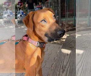 Mutt Dogs for adoption in Shelburne, VT, USA