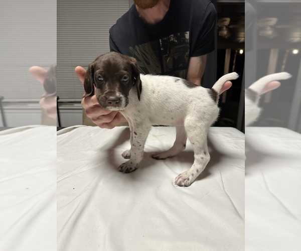 Medium Photo #3 German Shorthaired Pointer Puppy For Sale in KERRVILLE, TX, USA