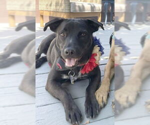 Nori - Female American Staffordshire Terrier-Labrador Retriever Mix Dog for Adoption - Photo #3