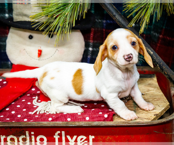 Medium Photo #4 Dachshund Puppy For Sale in WAKARUSA, IN, USA