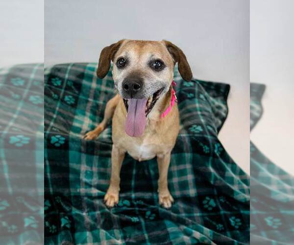 Medium Photo #7 Labbe Puppy For Sale in Kennesaw, GA, USA