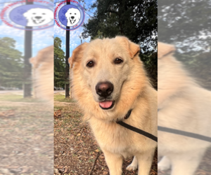 Great Pyrenees Dogs for adoption in Spring, TX, USA