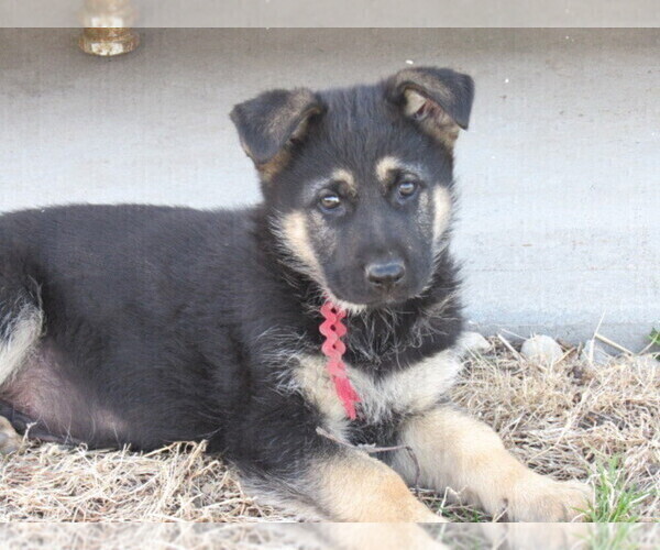 Medium Photo #1 German Shepherd Dog Puppy For Sale in COLUMBUS, NE, USA