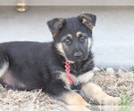Small Photo #1 German Shepherd Dog Puppy For Sale in COLUMBUS, NE, USA