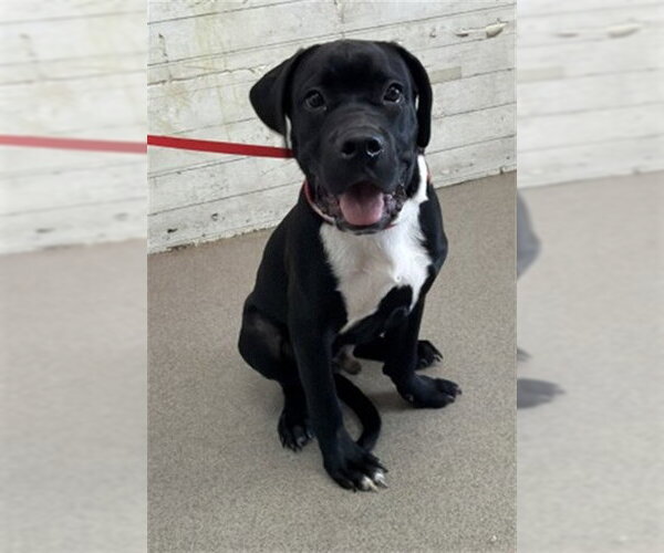 Medium Photo #1 Mutt Puppy For Sale in San Bernardino, CA, USA