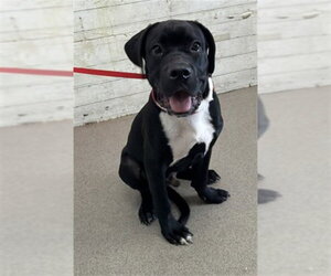 Mutt Dogs for adoption in San Bernardino, CA, USA