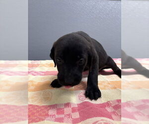 Mutt Dog for Adoption in Las Vegas, Nevada USA