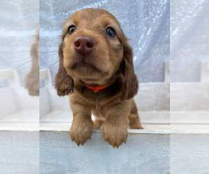 Dachshund Puppy for sale in BALD KNOB, AR, USA