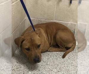 American Pit Bull Terrier-Unknown Mix Dogs for adoption in Conroe, TX, USA