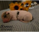 Small #7 Border Collie