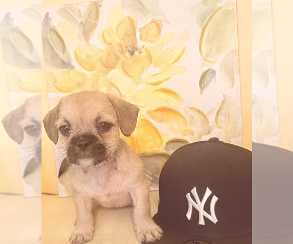 Medium Photo #6 Engatzu Spaniel-Frenchie Pug Mix Puppy For Sale in PORTSMOUTH, VA, USA
