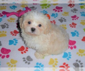 Shih-Poo-ShihPoo Mix Puppy for sale in ORO VALLEY, AZ, USA