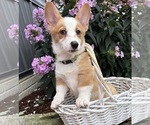 Small #1 Pembroke Welsh Corgi