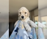 Small #1 Goldendoodle