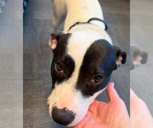 Meme - Female Mutt Dog for Adoption - Photo #3