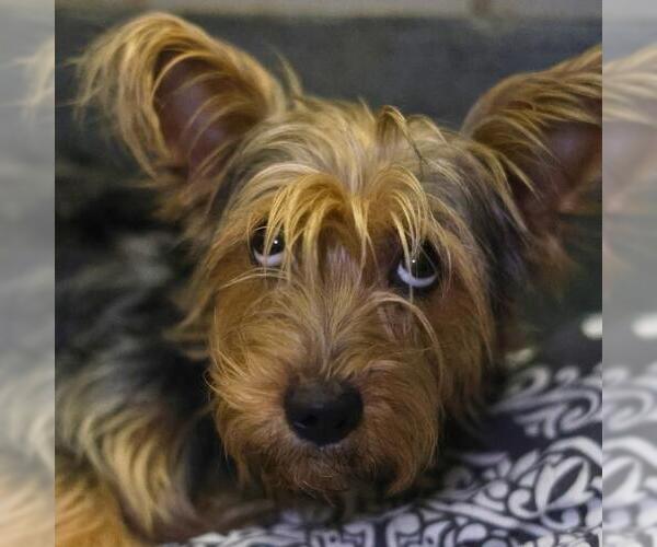 Medium Photo #1 Mutt Puppy For Sale in San Antonio, TX, USA