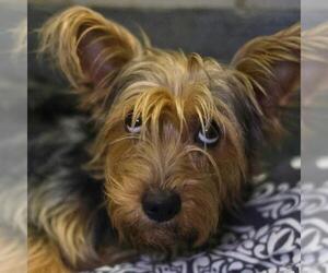 Mutt Dogs for adoption in San Antonio, TX, USA