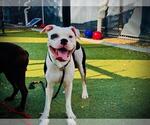 Small #1 American Bulldog Mix