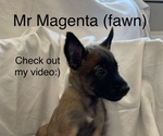 Small Photo #1 Belgian Malinois Puppy For Sale in LABADIE, MO, USA