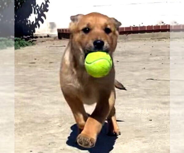 Medium Photo #3 Mutt Puppy For Sale in La Verne, CA, USA
