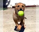 Small #2 Mutt