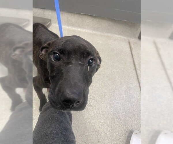 Medium Photo #1 American Pit Bull Terrier-Plott Hound Mix Puppy For Sale in Tallahassee, FL, USA