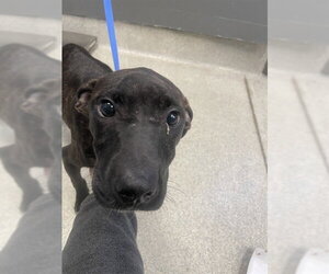 American Pit Bull Terrier-Plott Hound Mix Dogs for adoption in Tallahassee, FL, USA