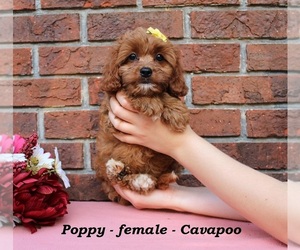 Cavapoo (Miniature) Puppy for sale in CLARKRANGE, TN, USA