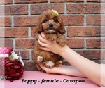 Image preview for Ad Listing. Nickname: Poppy