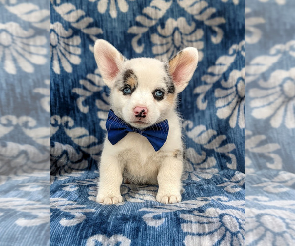 Medium Photo #2 Pembroke Welsh Corgi Puppy For Sale in GLEN ROCK, PA, USA