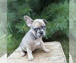 Small #4 French Bulldog