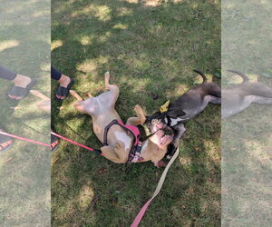 Coachella - Female American Pit Bull Terrier-Unknown Mix Dog for Adoption - Photo #5