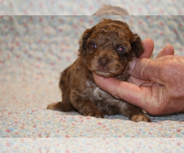 Medium Photo #1 Poodle (Toy) Puppy For Sale in DYERSBURG, TN, USA