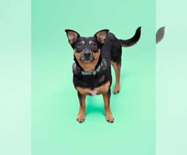 Medium Photo #2 Miniature Pinscher-Unknown Mix Puppy For Sale in Woodbury, NY, USA