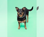 Small Photo #2 Miniature Pinscher-Unknown Mix Puppy For Sale in Woodbury, NY, USA