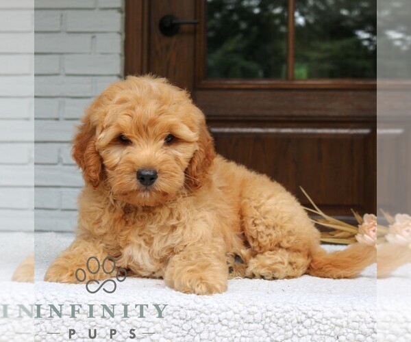 Medium Photo #5 Goldendoodle (Miniature) Puppy For Sale in LEOLA, PA, USA