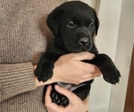 Puppy Lte pink collar Labrador Retriever
