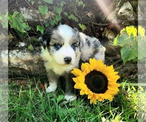 Miniature Australian Shepherd Puppy for sale in SANDOWN, NH, USA