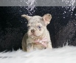 Small #2 French Bulldog