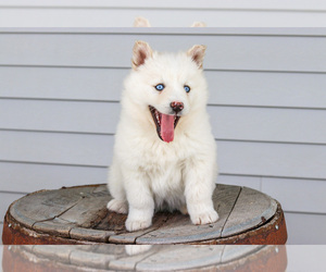 Pomsky Litter for sale in GOSHEN, IN, USA